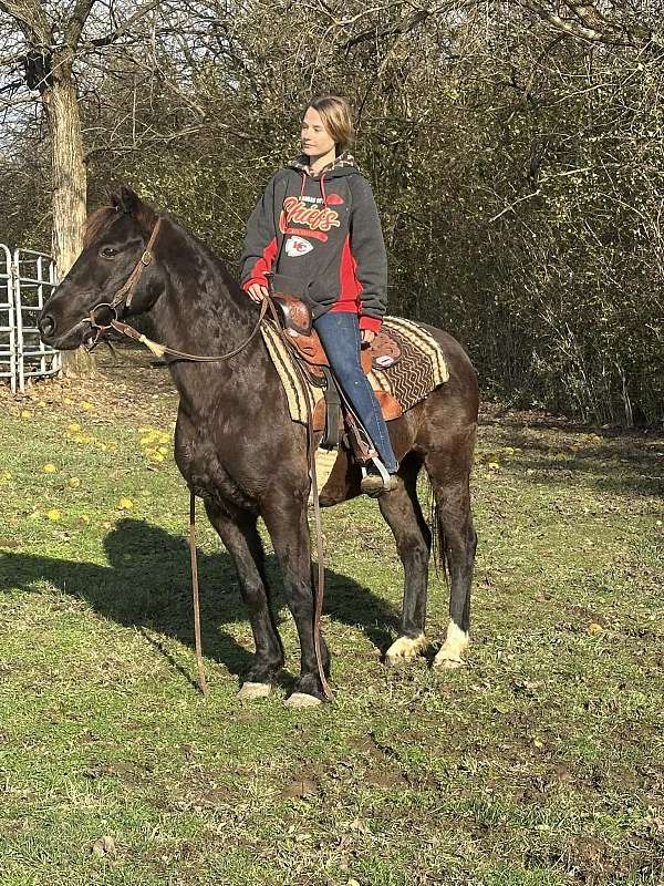 blue-roan-quarter-horse-gelding