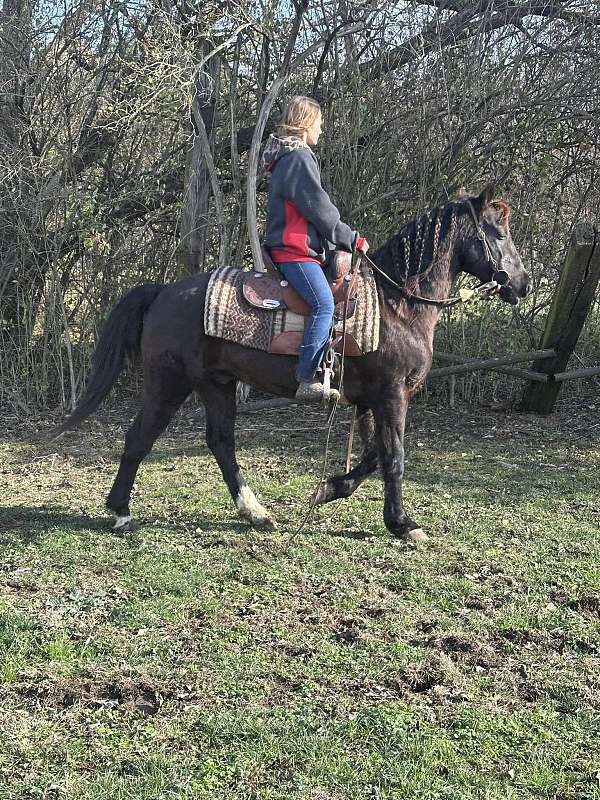 blue-roan-aqha-gelding