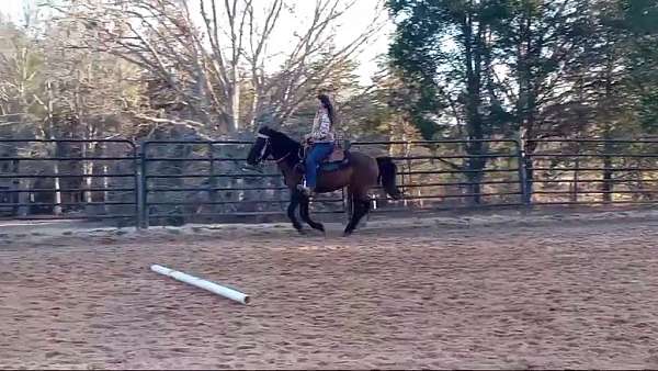 blue-roan-aqha-horse