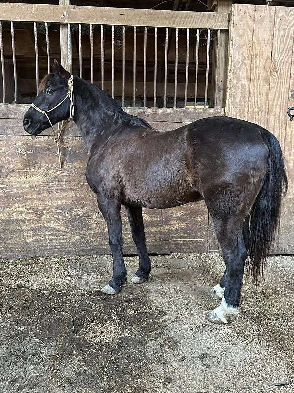 blue-roan-quarter-horse-for-sale