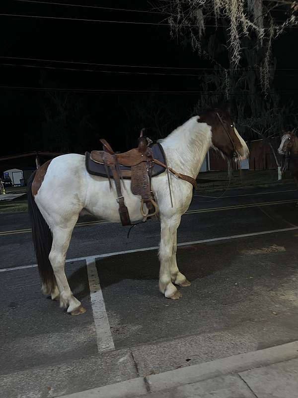 draft-horse-for-sale