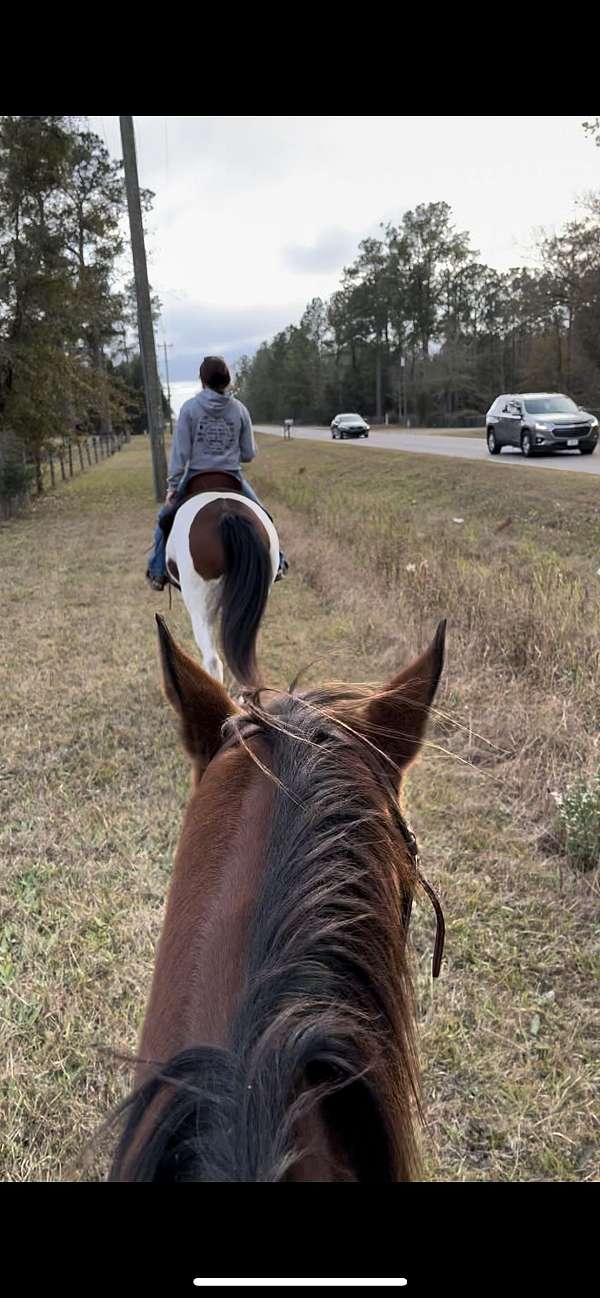 cross-draft-horse