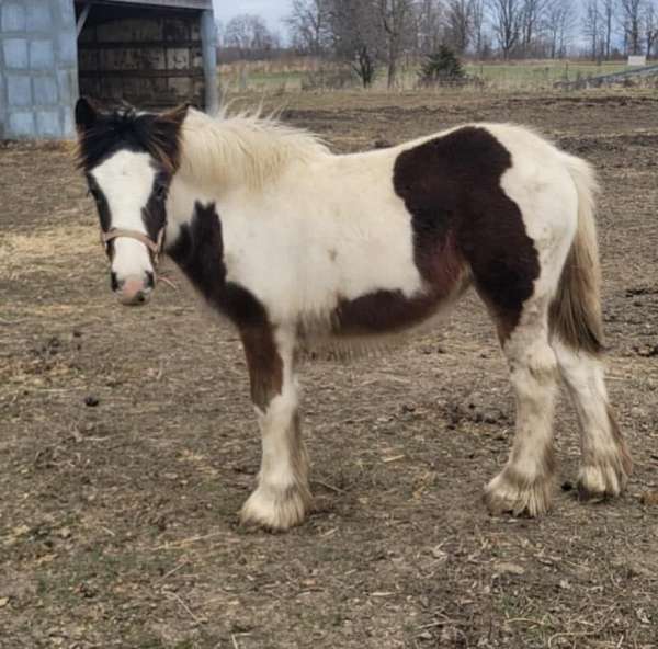 hustler-gypsy-vanner-horse