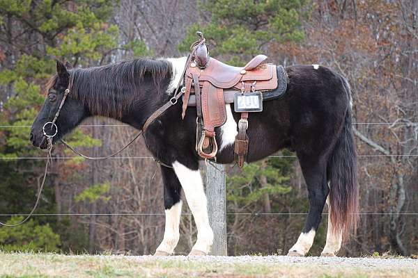 all-around-spotted-saddle-horse