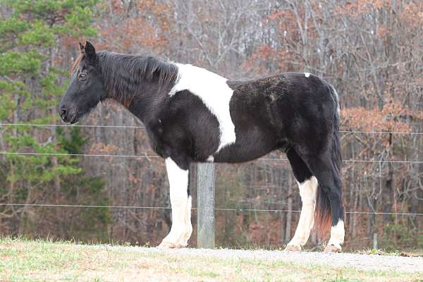 companion-spotted-saddle-horse