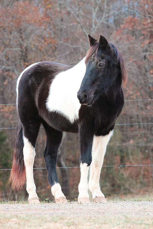 experienced-spotted-saddle-horse