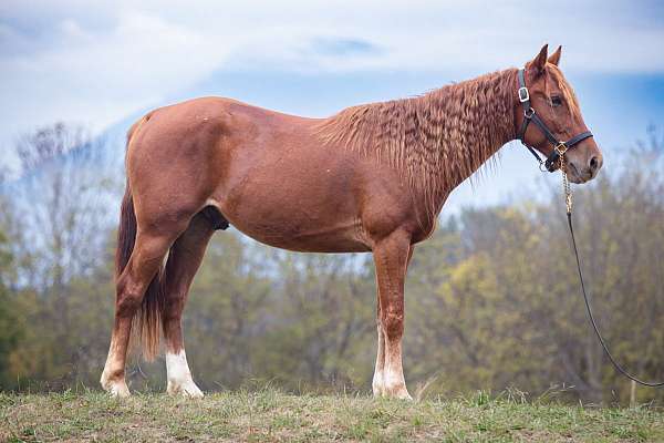 star-hind-sock-horse