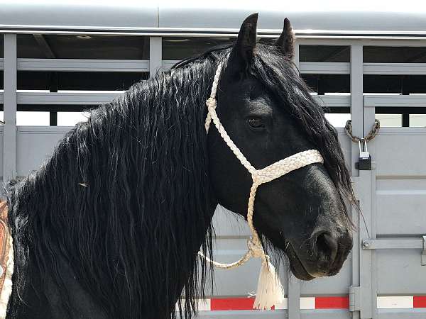 black-friesian-stallion