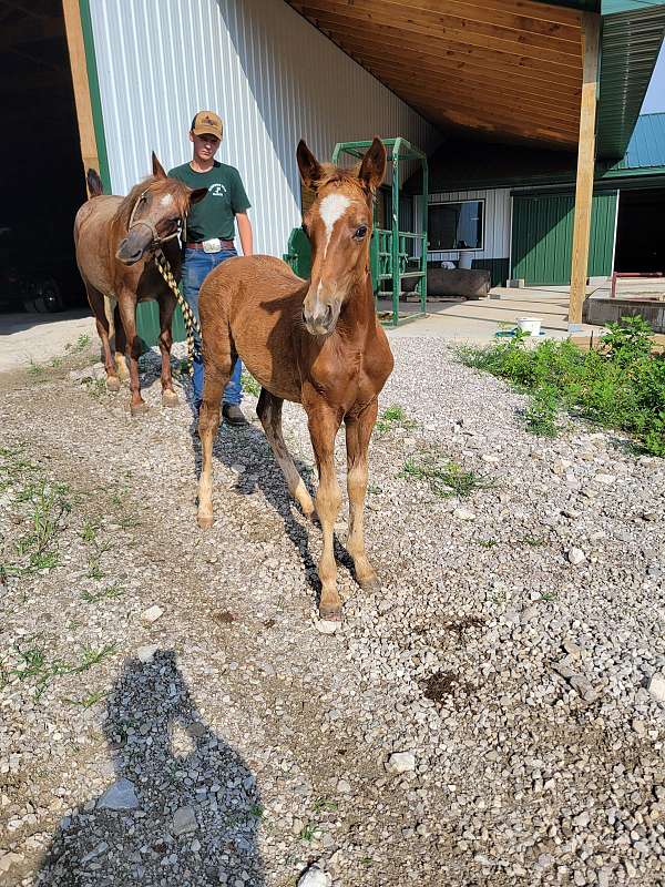 sorrel-cutting-prospect-ranch-versatility-horse