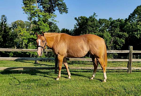 alert-quarter-horse