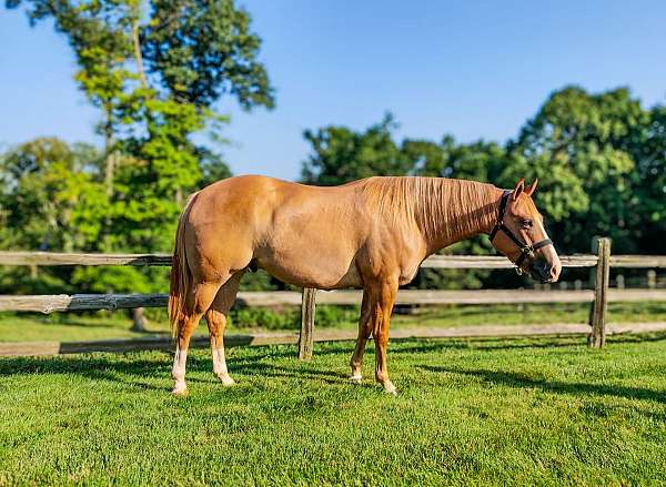 aqha-gelding-quarter-horse