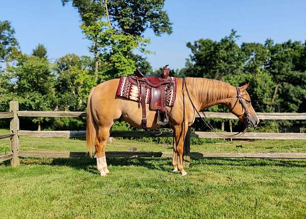 auction-quarter-horse