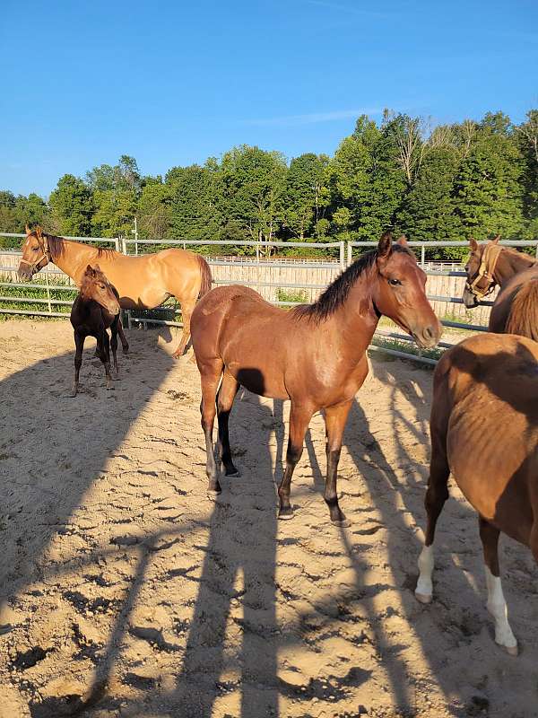 bay-reining-roping-horse