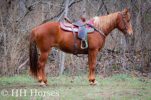 wor-missouri-fox-trotter-horse