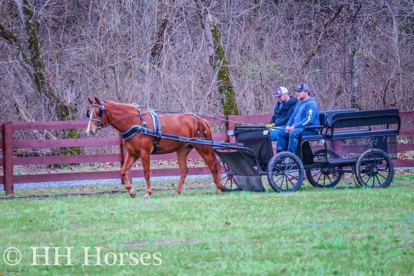 belgian-missouri-fox-trotter-horse