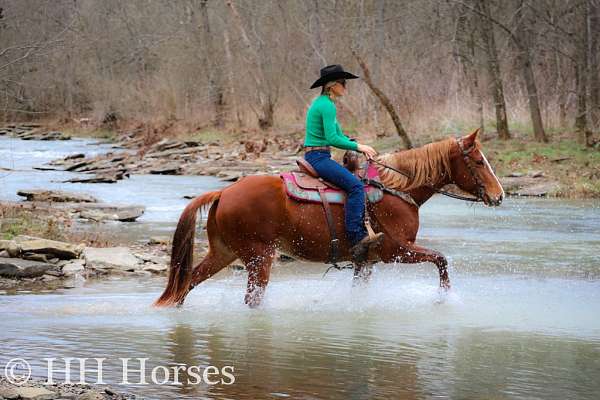 broke-to-ride-drive-missouri-fox-trotter-horse