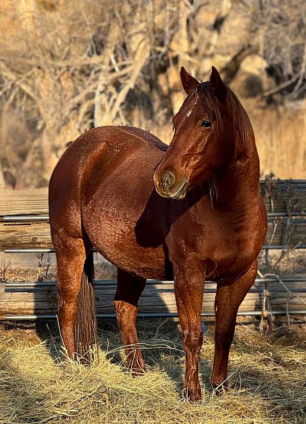 quarter-horse-mare