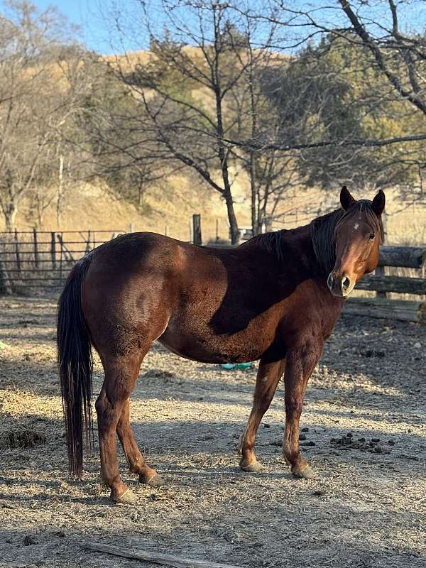 quarter-horse-for-sale