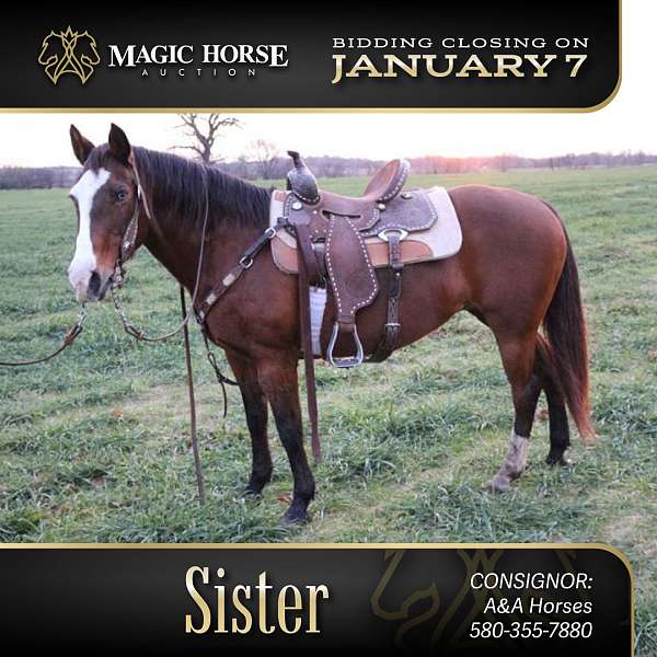 auction-quarter-horse