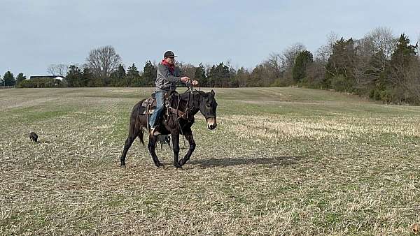 relaxed-mule