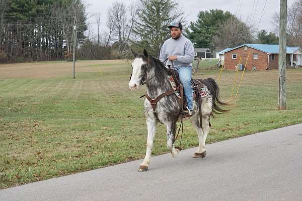 blue-roan-paint-horse