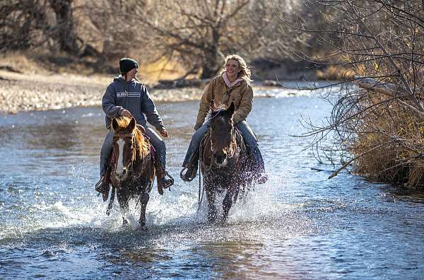 capable-quarab-horse