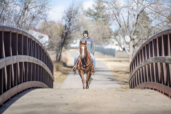 children-quarab-horse