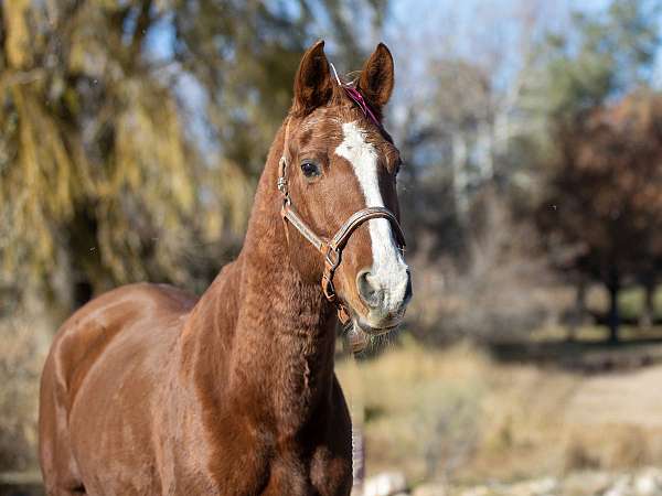 come-see-quarab-horse