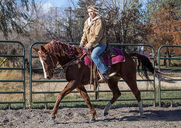 cowboy-dressage-quarab-horse