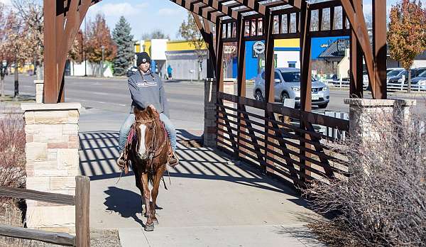 cross-country-quarab-horse