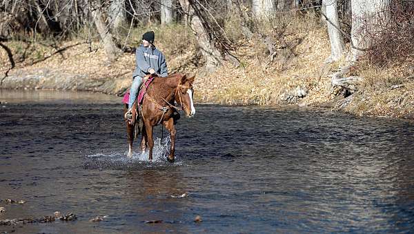 dressage-training-quarab-horse