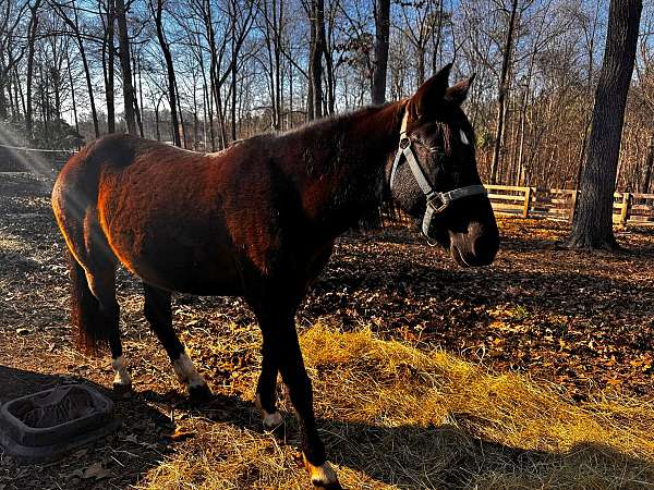 6yearsold-mustang-horse