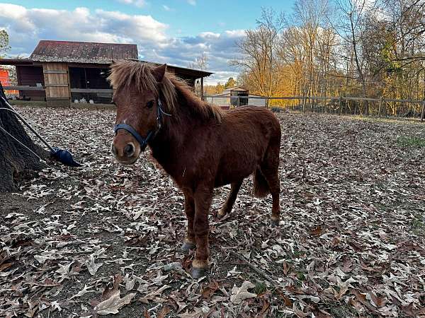 mini-pony