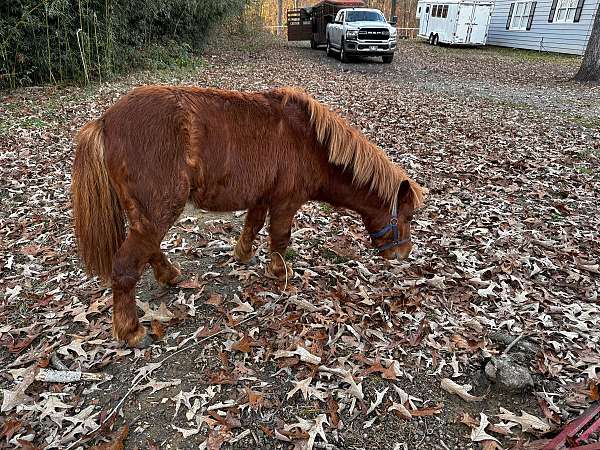 shetland-pony