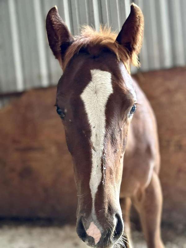 chestnut-blaze-socks-horse