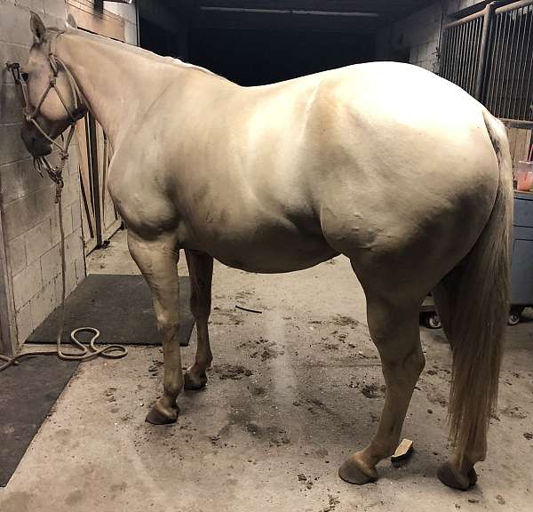 breeding-champion-palomino-horse