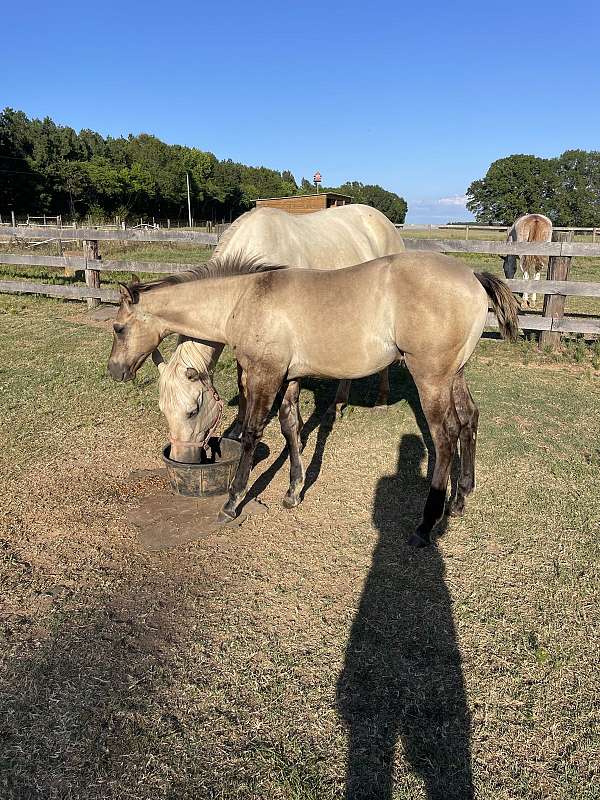 broodmare-in-foal-mare