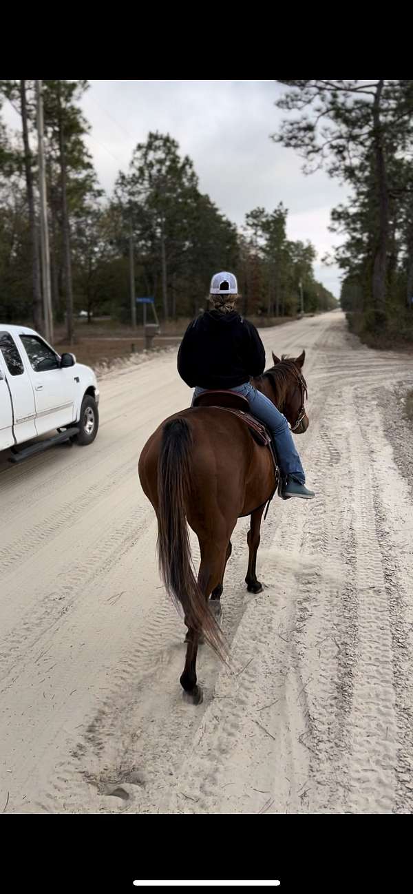 pole-gelding