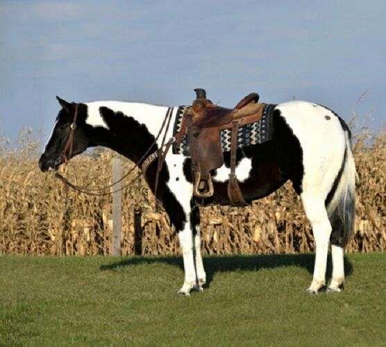 all-around-paint-horse