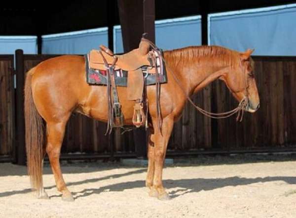 beginner-quarter-horse