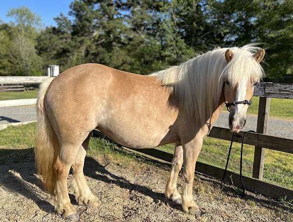 companion-youth-haflinger-horse