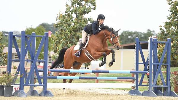 athletic-selle-francais-warmblood-horse