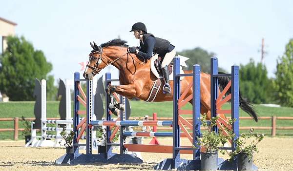 show-selle-francais-warmblood-horse