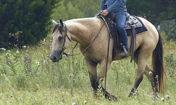 all-around-trail-riding-quarter-horse