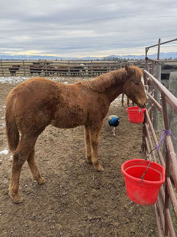 sorrel-filly-broodmare