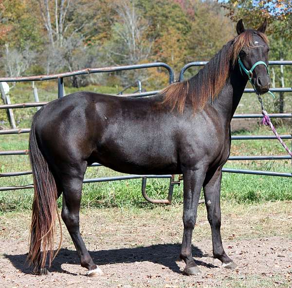 smokey-black-small-star-pasterns-horse