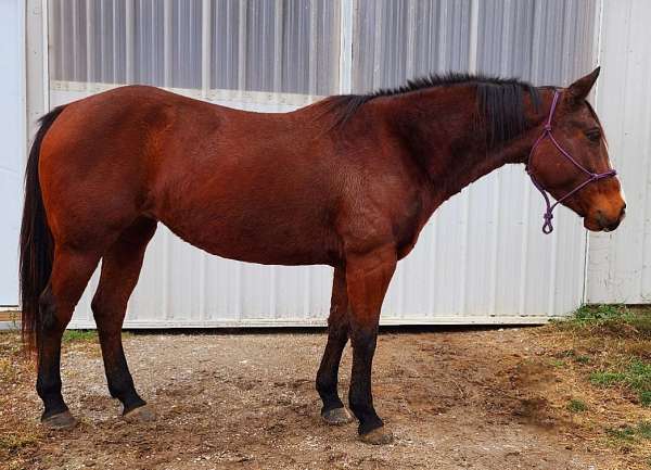 cattle-working-horse