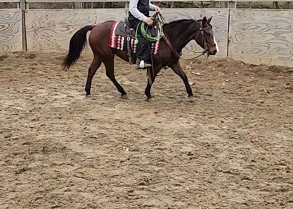 cattle-working-mare