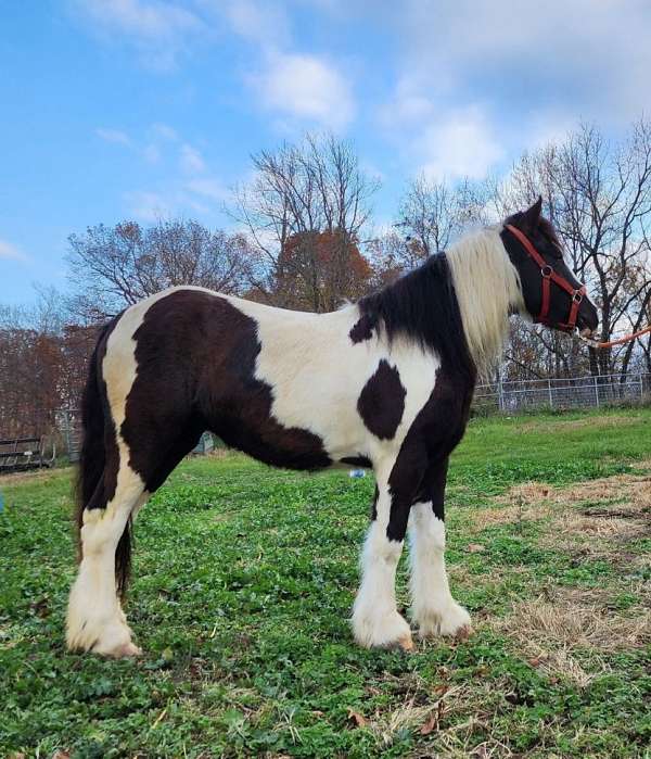 gypsy-trail-gypsy-vanner-horse