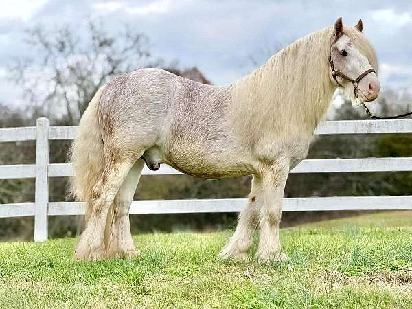 black-sabino-gypsy-vanner-gelding